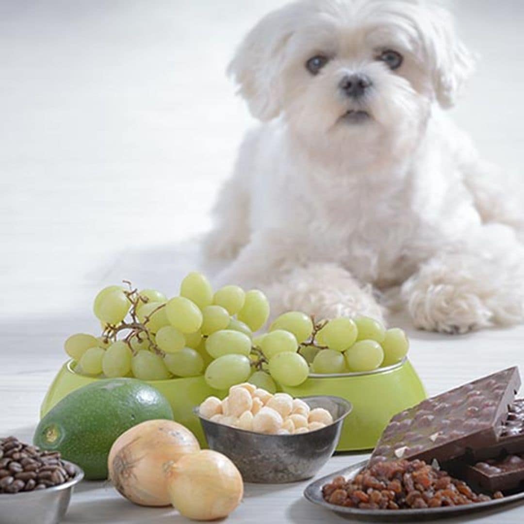 Alimentos que pueden ser malos para tu perro