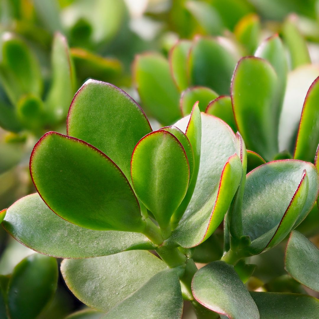 Primer plano hojas del árbol de Jade