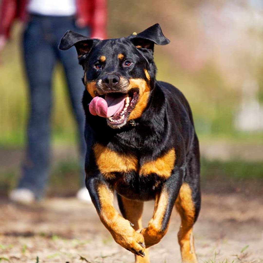 Rottweiler, un perro fuerte y potente con un carácter fiel y protector