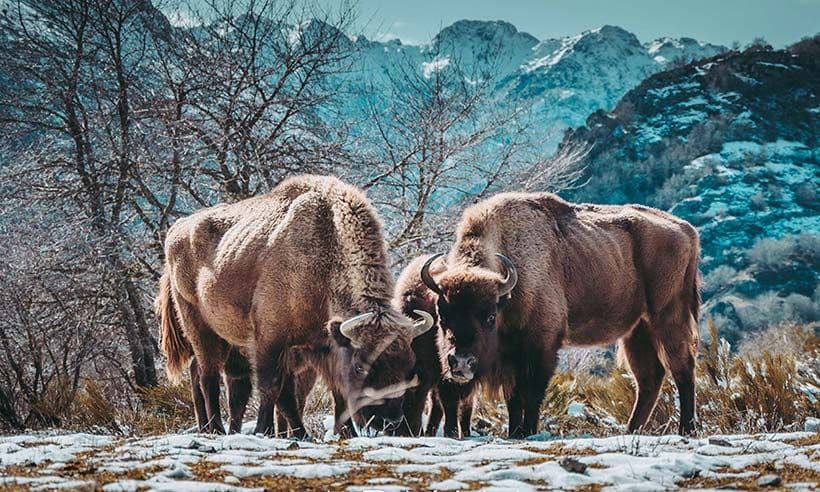 Dónde ver bisontes europeos en León