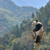 Un oso panda sin miedo a las alturas