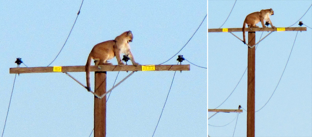 Cómo subió este león a un poste de luz?