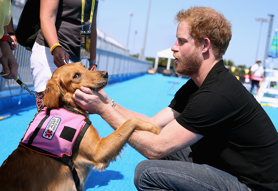 Harry de Inglaterra y los animales