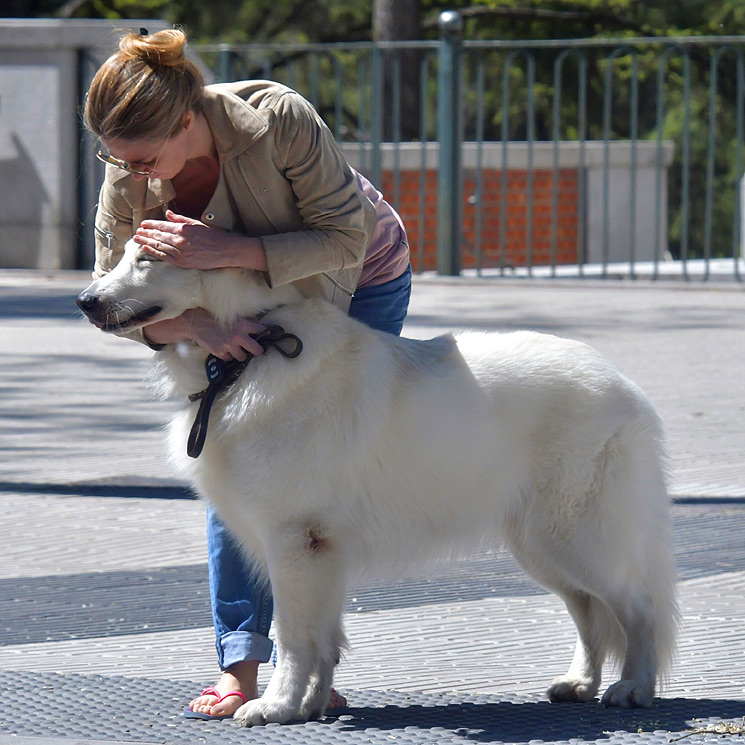 ¿Todavía no conoces a Taj, el 'maxiperro' de Genoveva Casanova?