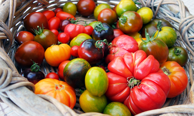 curiosidades-tomate