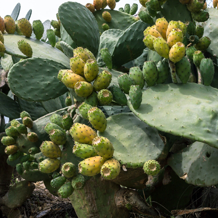 Descubre El Nopal Todo Un Superalimento