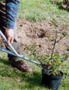 Decora tu jardín con nuevos arbustos