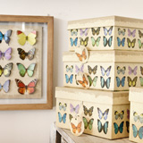 Deja que las mariposas revoloteen en tu hogar