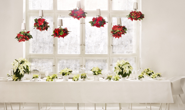 Esta Navidad, móntate en casa un jardín colgante de poinsettias