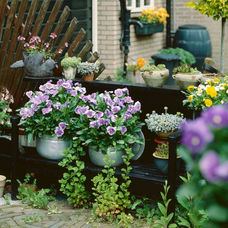 Ideas para decorar tu terraza con plantas de otoño e invierno