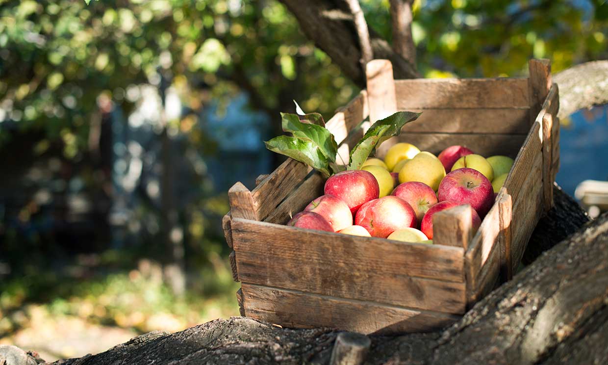 caja-fruta