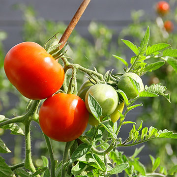Artesano Insignificante Abandono Plantas de tomate: todo los que debes saber sobre su cultivo y cuidados -  Foto 1