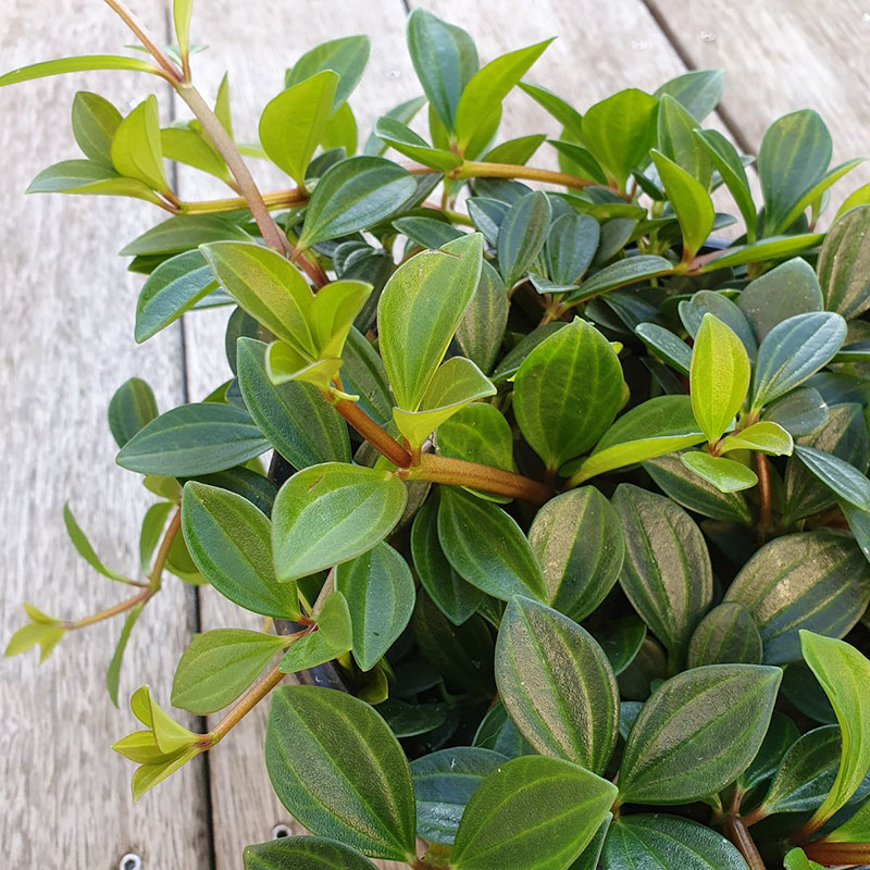 Peperomia (Peperomia sp) 