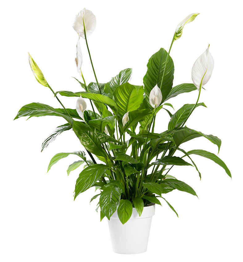  Espatifilo (Spathiphyllum)