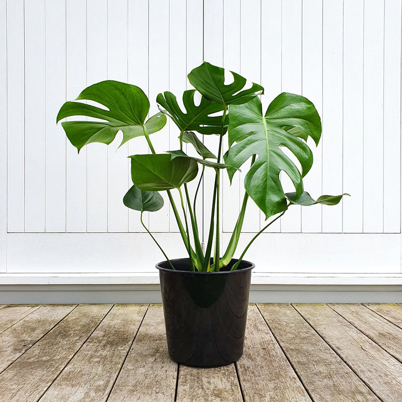 Monstera (Monstera deliciosa)