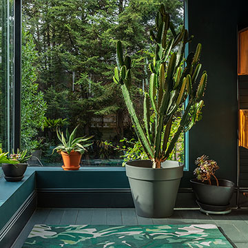Las plantas de interior más exóticas para decorar tu casa - Foto 1