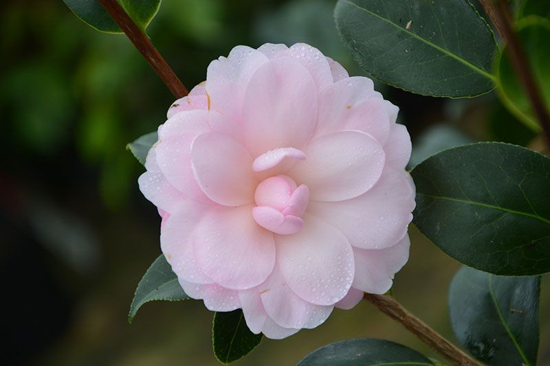 consejos-para-cultivar-camelias-dentro-de-casa-o-en-el-jard-n-foto-1