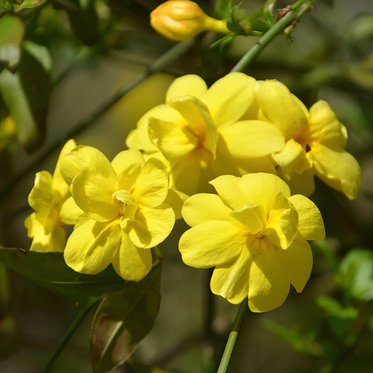 Flores del jardín (cultivadas) | Mariae