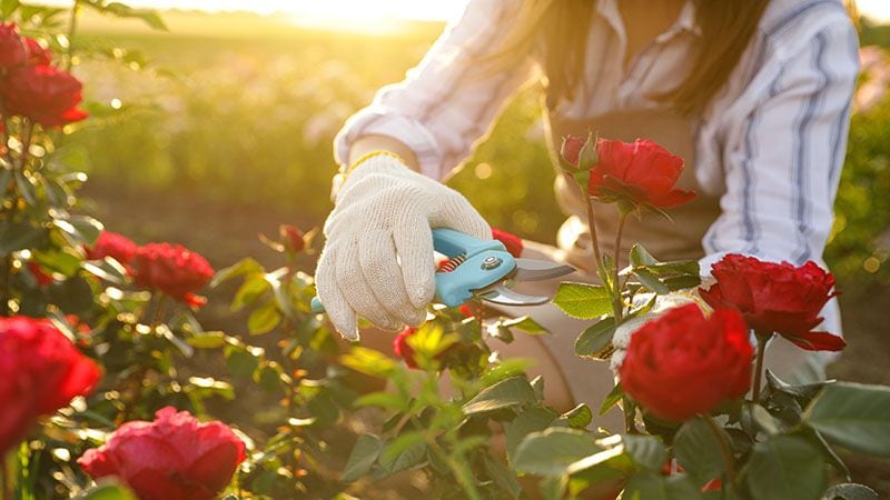 Cómo Cultivar Rosales Y Lograr Que Crezcan Esplendorosos Foto 9