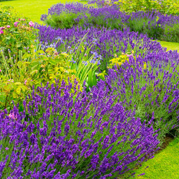 Lavanda, la planta aromática perfecta para cultivar en el jardín - Foto 1