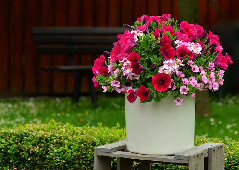 Me encantan las petunias.  Como%20cultivar%20petunias%2002a-a