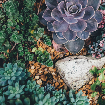 Cómo Diseñar Un Jardín De Bajo Mantenimiento - Foto 1