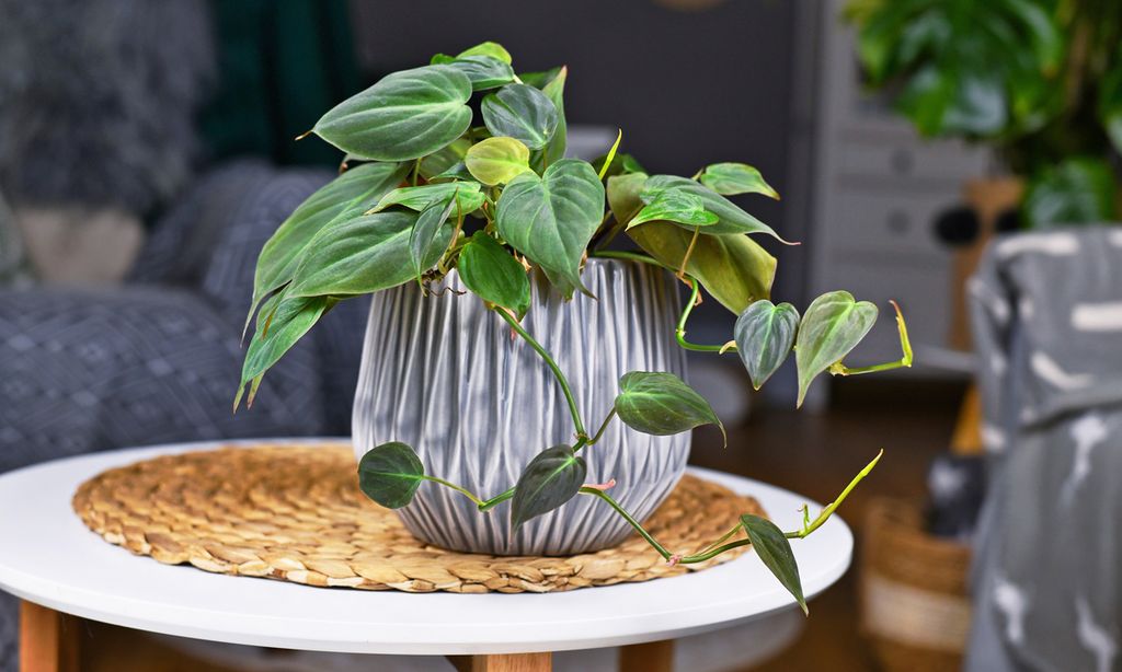 Guía para cuidar del filodendro, una planta de interior con un follaje espectacular