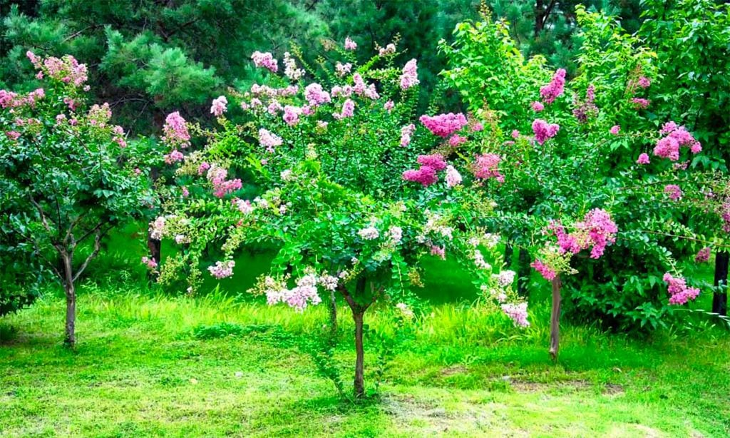 Árbol de Júpiter, un arbusto ornamental con flor perfecto para tu jardín