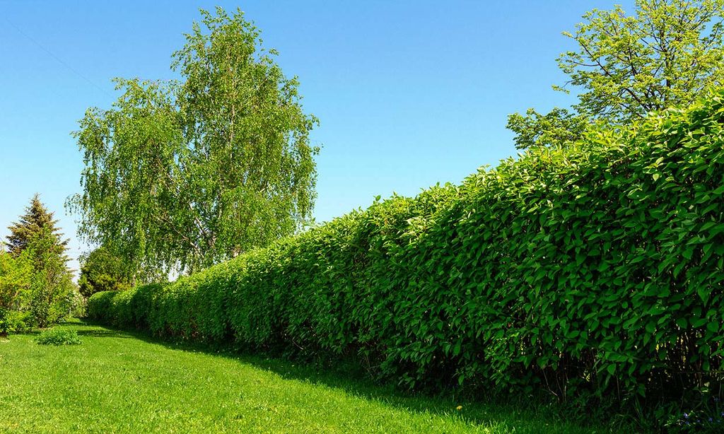 6 arbustos de crecimiento rápido con los que plantar un seto en tu jardín