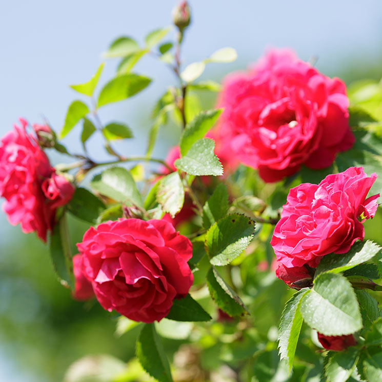 Trucos para cultivar las rosas más bonitas y llenar tu jardín de color