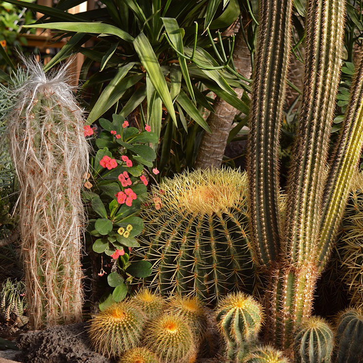 Estas son las estéticas pueden ofrecer los cactus, ¿cuál te gusta más?