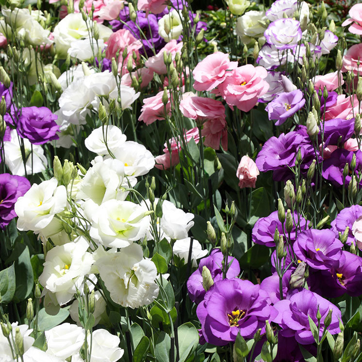 Cómo cultivar el lisianthus para disfrutar de sus bellas flores - Foto 1