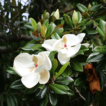 Magnolia grandiflora: cuidados y características de este árbol espectacular  - Foto 1