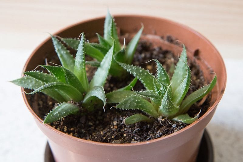 ¿qué Cuidados Necesita La Planta Antorcha ‘aloe Aristata Foto 4emk 0193