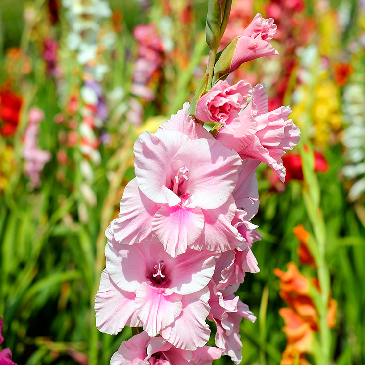 Cuidados de los gladiolos: un bulbo con una impresionante floración - Foto 1