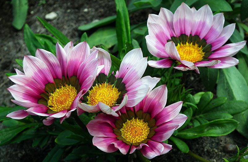 Cómo Cultivar La Gazania Una Planta Perfecta Para Climas Calurosos Foto 8 