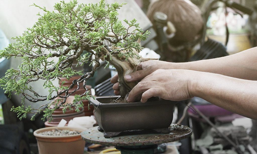 Cómo iniciarte en el arte y cultivo de bonsáis