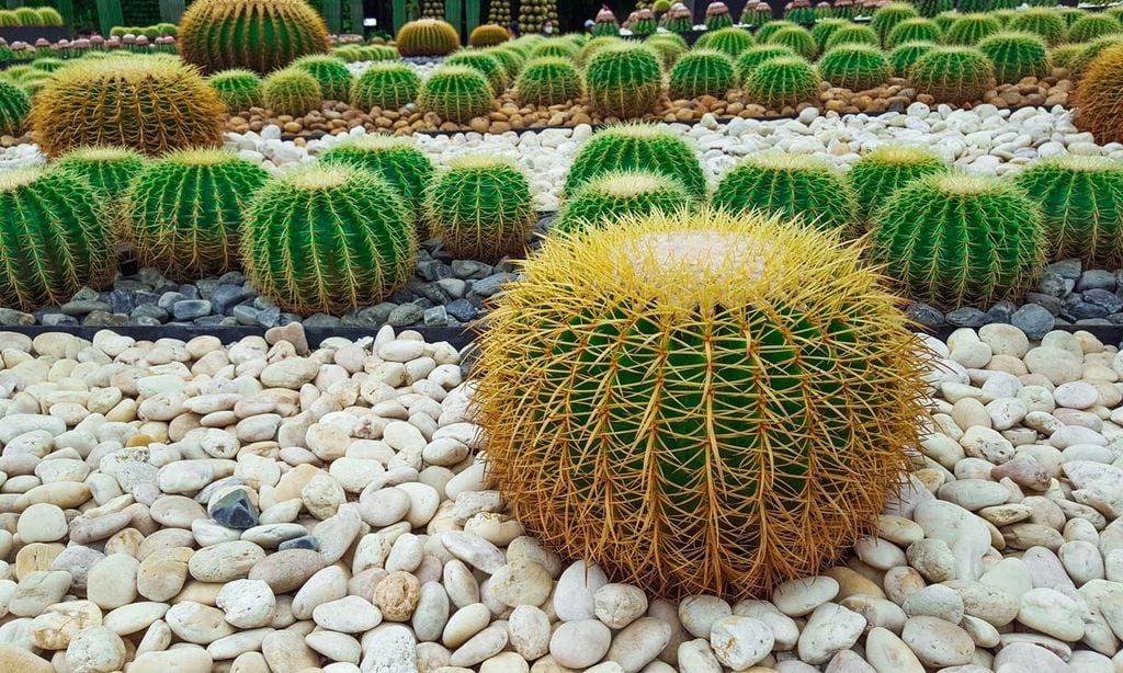 Cactus erizo, el rey de los jardines secos que recuerda al desierto
