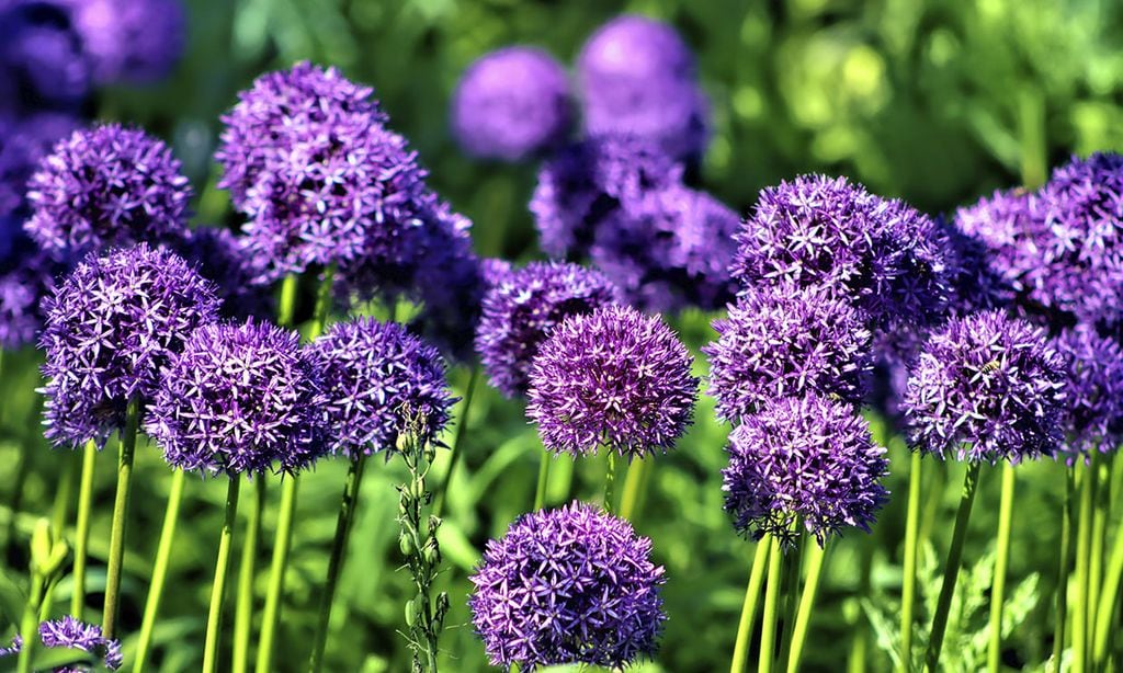 Cuidados del allium ornamental: la flor que necesita tu jardín