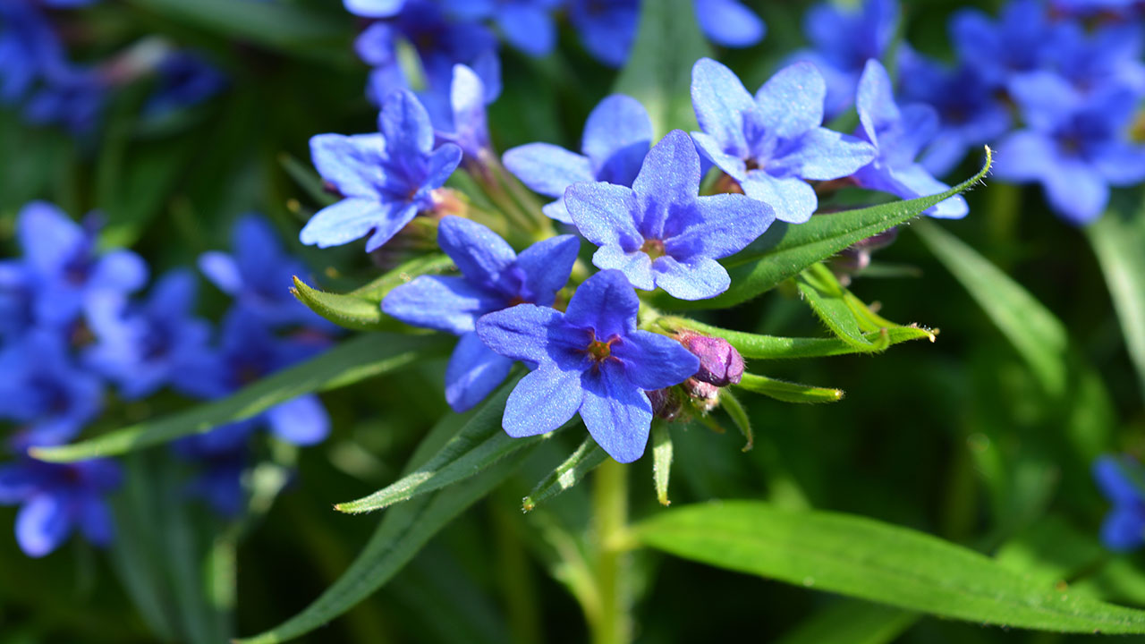 Carrasquilla azul, una planta fácil de cuidar que le dará un aire silvestre a tu jardín
