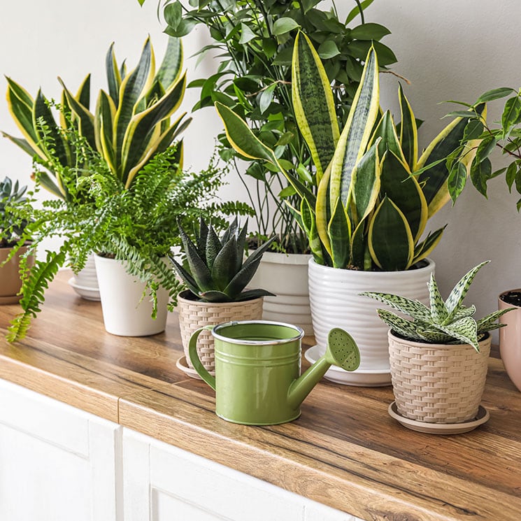 Estas plantas de interior le darán a tu casa un aire nuevo en primavera