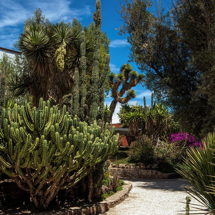 La paisajista Marta Puig ofrece las claves para diseñar un jardín que resista el cambio climático