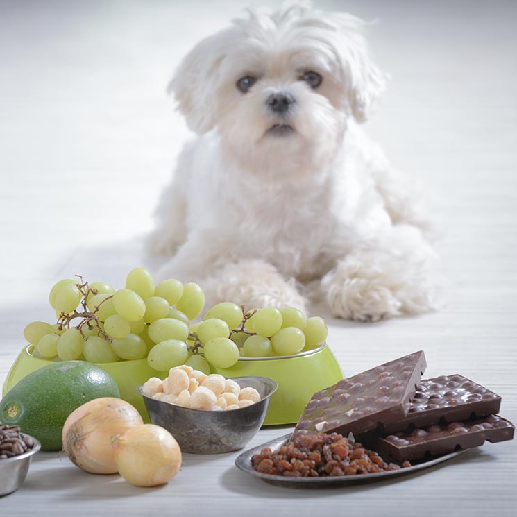 Alimentos que pueden ser malos para tu perro