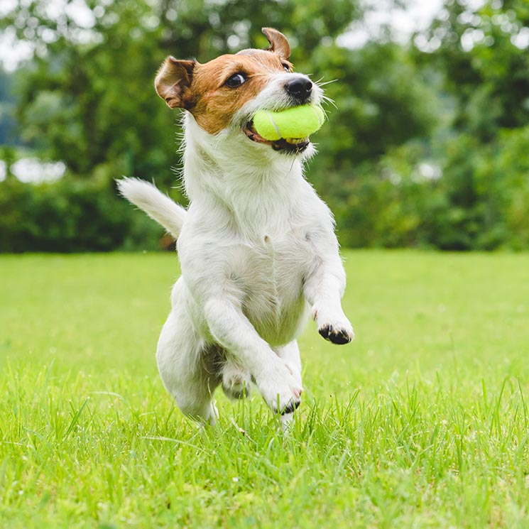 Cinco deportes que puedes hacer con tu perro 