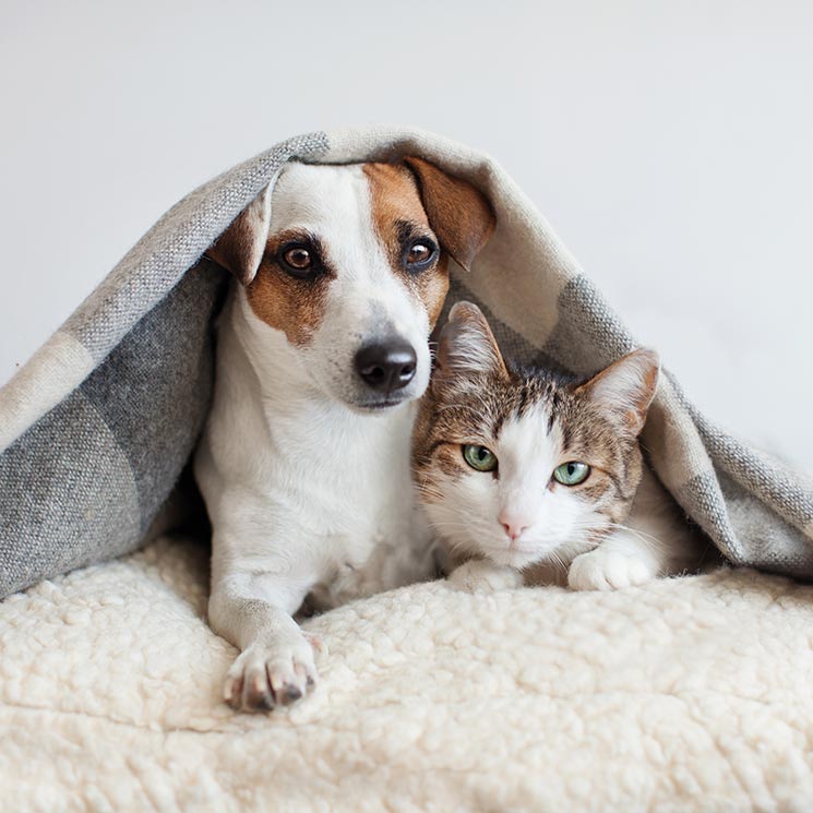 Qué hacer para que mi perro conviva con un gato en casa sin problemas