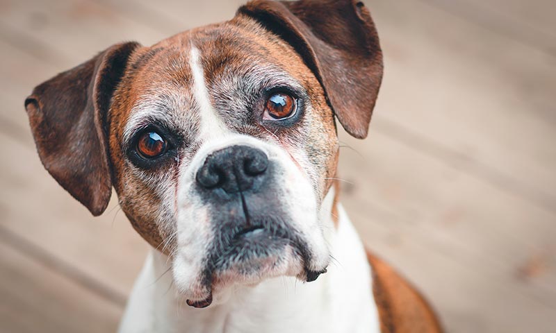 Razas de perros para niños: Boxer 