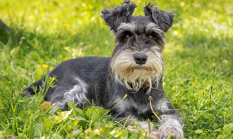 Razas de perro para niños: schnauzer 