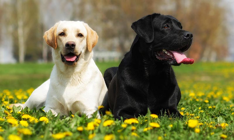 Razas de perro para niños: Labrador 