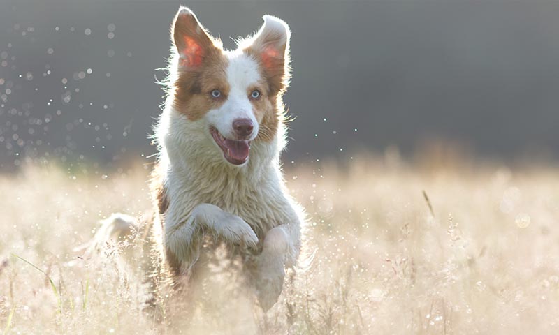 Border Collie