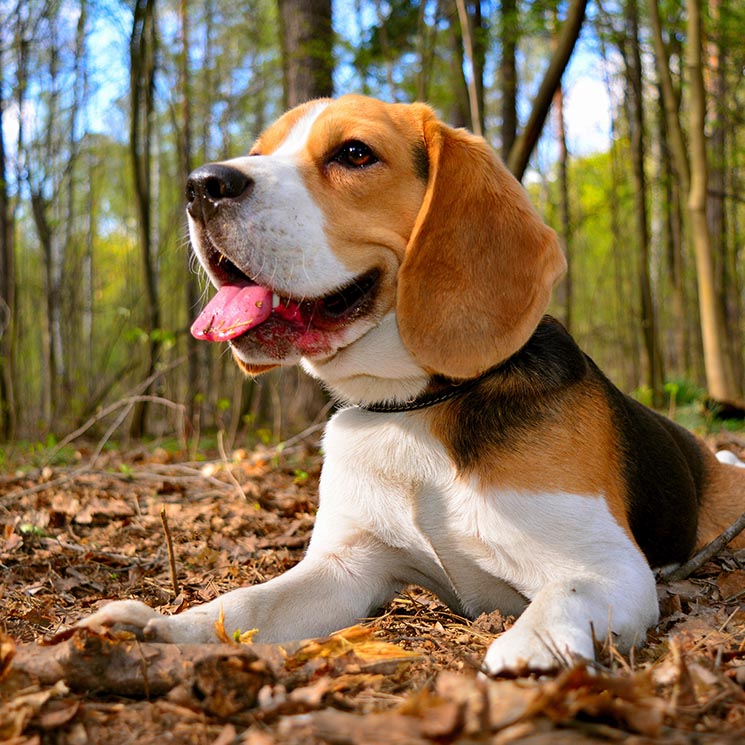 El beagle, la raza ideal para todas las casas